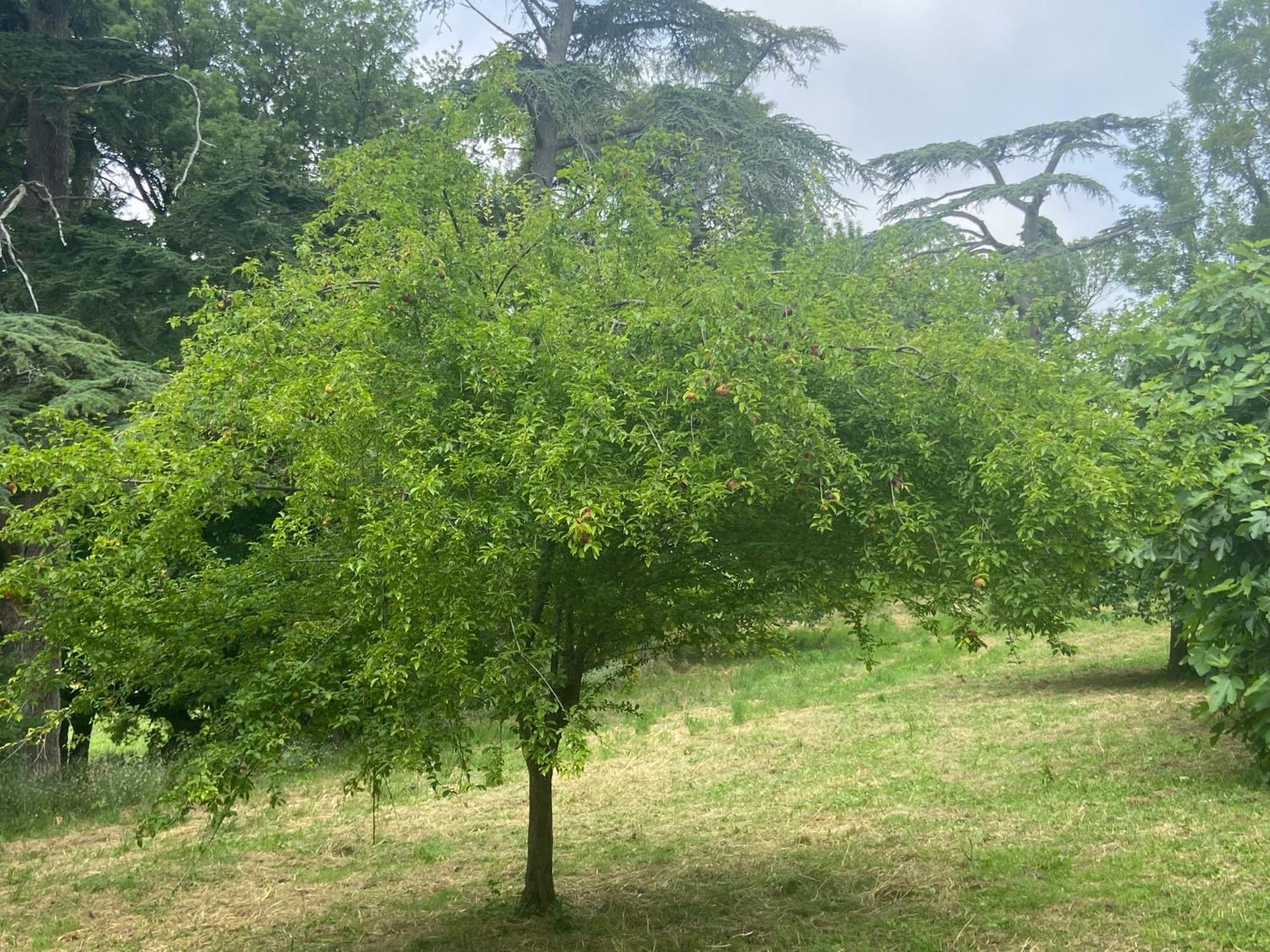 فندق La Grange De Garac Saint-Christaud  المظهر الخارجي الصورة